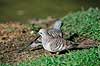 Peaceful Dove. Peaceful Dove ( Scan af KOL2568 )  Geopelia striata placida, Columbidae Queensland Australien Australien fugle Duefugle