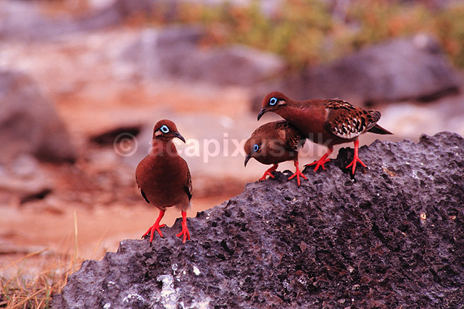 Galapagosdue. Galapagos due ( Scan af KOL4913 ) ; Zenadia galapagoensis, Columbidae; Espa�ola / Galapagos; Equador; Sydamerika; fugle; Duefugle