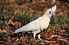 Little Corella. Little Corella ( Scan af KOL2586 )  Cacatua tenuirostris pastinator, Cacatuidae Kakadu NP / Northern Territory Australien Australien fugle Kakaduer, papeg�je, papeg�jer, Psittaciformes