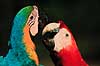 Papeg�jer. Bl� ara og lyser�d ara ( Scan af KOL1729 )  Ara ararauna og macao, Psittacidae Tambopata-Candamo Reserve / Amazonas Peru Sydamerika fugle Araer, egentlige papeg�jer, papeg�je, Psittaciformes