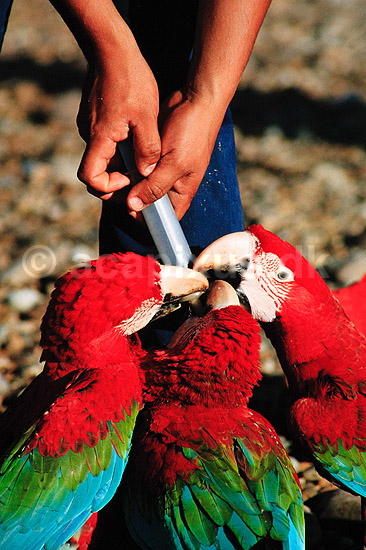 Papeg�je. M�rker�d ara. Morgenfodring af ungfugle ved breeding center ved Guacamayo Collpa ( Scan af KOL1732 ) ; Ara chloroptera, Psittacidae; Tambopata-Candamo Reserve / Amazonas; Peru; Sydamerika; fugle; Araer, egentlige papeg�jer, papeg�je, Psittaciformes