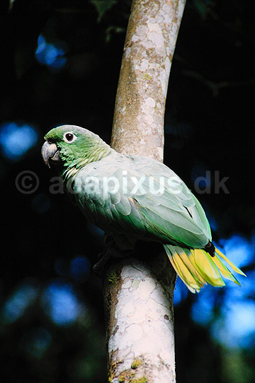 Papeg�je. M�ller amazone ( Scan af KOL1715 ) ; Amazona farinosa, Psittacidae; Tambopata-Candamo Reserve / Amazonas; Peru; Sydamerika; fugle; Araer, egentlige papeg�jer, papeg�je, Psittaciformes