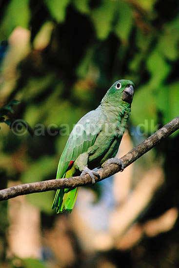 Papeg�je. M�ller amazone ( Scan af KOL1716 ) ; Amazona farinosa, Psittacidae; Tambopata-Candamo Reserve / Amazonas; Peru; Sydamerika; fugle; Araer, egentlige papeg�jer, papeg�je, Psittaciformes