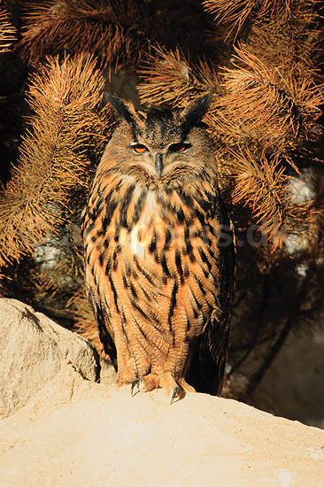 Stor hornugle. Stor hornugle ( Scan af KOL6284 ) ; Bubo bubo; K�benhavn ZOO; ; ; fugle; Store hornugler, ugler, ugle , Strigiformes