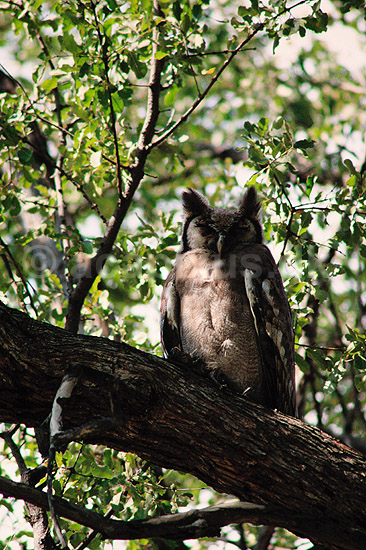 Hornugle. Verreauxs stor hornugle ( Scan af KOL3329 ) ; Bubo lacteus, Strigidae; Moremi NP; Botswana; Afrika; fugle; Store hornugler, ugler, ugle , Strigiformes