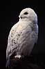 Sneugle. Sne ugle ( Scan af KOL526 )  Nyctea scandiaca, Strigidae K�benhavn ZOO   fugle Sneugler, ugler, ugle , Strigiformes