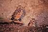 Pr�rieugle. Pr�rie ugle ( Scan af KOL531 )  Speotyto cunicularia, Strigidae K�benhavn ZOO   fugle Pr�rieugler, ugler, ugle , Strigiformes