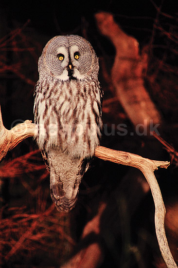 Laplandsugle. Laplands ugle ( Scan af KOL527 ) ; Strix nebulosa, Strigidae; K�benhavn ZOO; ; ; fugle; Laplandsugler, ugler, ugle , Strigiformes