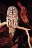 Laplandsugle. Laplands ugle ( Scan af KOL527 )  Strix nebulosa, Strigidae K�benhavn ZOO   fugle Laplandsugler, ugler, ugle , Strigiformes