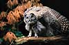 Laplandsugle. Laplands ugle str�kker en vinge ( Scan af KOL7137 )  Strix nebulosa, Strigidae K�benhavn ZOO   fugle Laplandsugler, ugler, ugle , Strigiformes