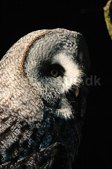 Laplandsugle. Laplands ugle ( Scan af KOL7138 ) ; Strix nebulosa, Strigidae; K�benhavn ZOO; ; ; fugle; Laplandsugler, ugler, ugle , Strigiformes