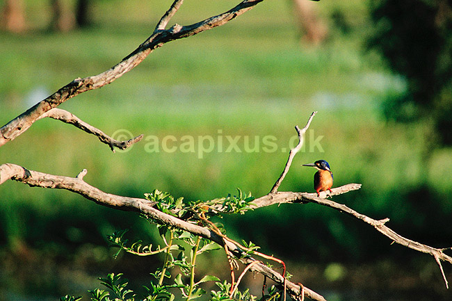 Isfugl. Azure Kingfisher. Ceyx azureus = Alcedo azureus ( Scan af KOL2599 ) ; Ceyx azureus, Alcedinidae; Yellow Waters / Kakadu NP / Northern Territory; Australien; Australien; fugle; Skrigefugle, Coraciiformes, Isfugle