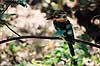 Bl�vinget latterfugl. Bl�vinget latter fugl ( Scan af KOL2597 )  Dacelo leachii, Alcedinidae Territory Wildlife Park / Northern Territory Australien Australien fugle Skrigefugle, Coraciiformes, Isfugle