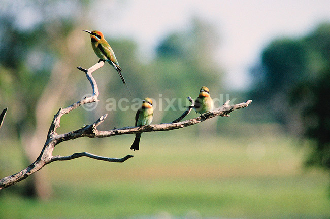 Regnbue bi�der. Regnbuebi�der ( Scan af KOL2605 ) ; Merops ornatus, Meropidae; Yellow Waters / Kakadu NP / Northern Territory; Australien; Australien; fugle; Bi�dere