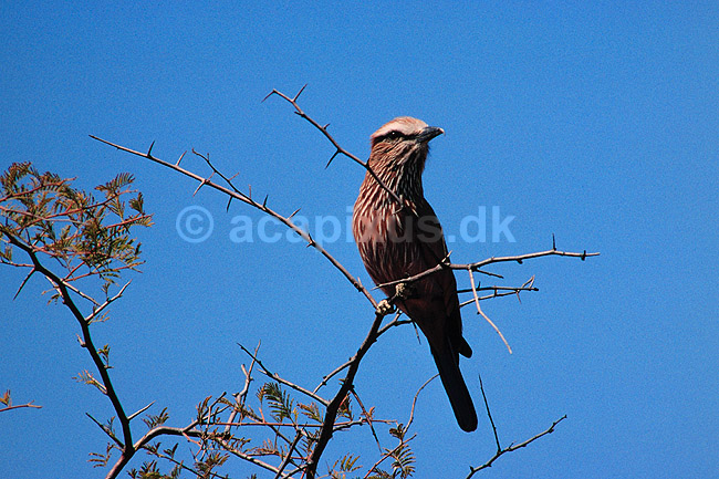 Brunkronet ellekrage. Brunkronet ellekrage ( Scan af KOL3331 ) ; Eurystomus naevia, Coraciidae; Hwange NP; Zimbabwe; Afrika; fugle; Ellekrager