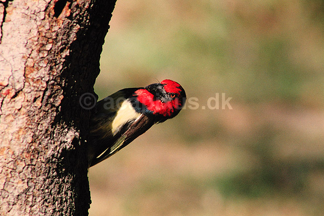 Toppet sk�gfugl. Toppet sk�gfugl ( Scan af KOL3335 ) ; Trachyphonus vaillantii, Capitonidae; Okavango delta; Botswana; Afrika; fugle; Sk�gfugle