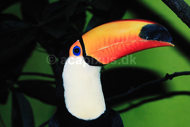 K�mpetukan. K�mpe tukan ( Scan af KOL3740 ) ; Rhamphasto toko, Rhamphastidae; K�benhavn ZOO; ; ; fugle; Tukaner, n�b