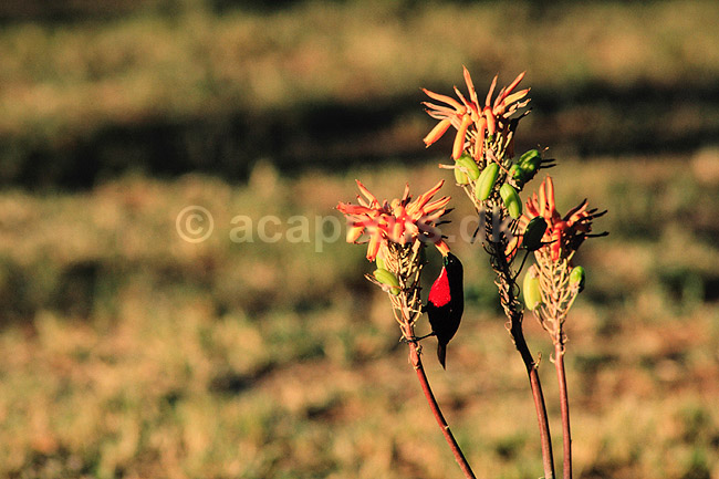 R�dbrystet solfugl. R�dbrystet solfugl ( Scan af KOL3341 ) ; Nectarinia senegalensis, Nectariniidae; Gwai River / Hwange NP; Zimbabwe; Afrika; fugle; Spurvefugle, Passeriformes, Solfugle