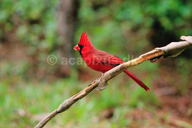 R�d kardinal, han. R�d kardinal, han ( Scan af KOL2227 ) ; Cardinalis cardinalis, Cardinalinae; Corkscrew Swamp Sanctuary / Florida; USA; Nordamerika; fugle; Spurvefugle, Passeriformes, Kardinaler