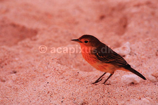 Gul sanger. Gul sanger ( Scan af KOL4917 ) ; Dendroica petechia, Parulidae; Santa Cruz / Galapagos; Equador; Sydamerika; fugle; Spurvefugle, Passeriformes, Skovsangere