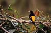 Yellowrumped cacique. Yellowrumped cacique ( Scan af KOL4914 )  Cacicus cela, Icteridae Yasuni NP / Amazonas Equador Sydamerika fugle Spurvefugle, Passeriformes, Trupialer