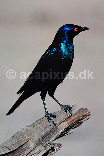 Glossy starling. Glossy starling ( Scan af KOL3340 ) ; Lamprotornis nitens, Sturnidae; Hwange NP; Zimbabwe; Afrika; fugle; Spurvefugle, Passeriformes, St�re