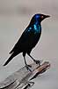 Glossy starling. Glossy starling ( Scan af KOL3340 )  Lamprotornis nitens, Sturnidae Hwange NP Zimbabwe Afrika fugle Spurvefugle, Passeriformes, St�re
