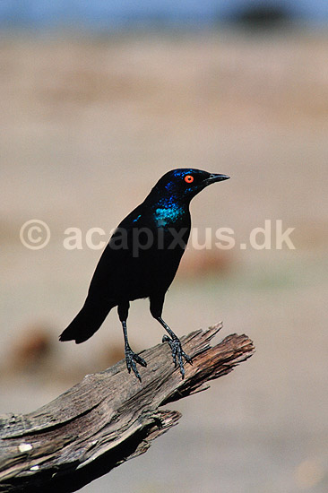 Glossy starling. Glossy starling ( Scan af KOL3338 ) ; Lamprotornis nitens, Sturnidae; Hwange NP; Zimbabwe; Afrika; fugle; Spurvefugle, Passeriformes, St�re