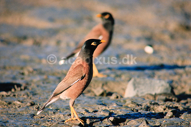 Hyrdest�r. Hyrde st�r ( Scan af KOL2611 ) ; Acridotheres tristis, Sturnidae; Cairns / Queensland; Australien; Australien; fugle; Spurvefugle, Passeriformes, St�re
