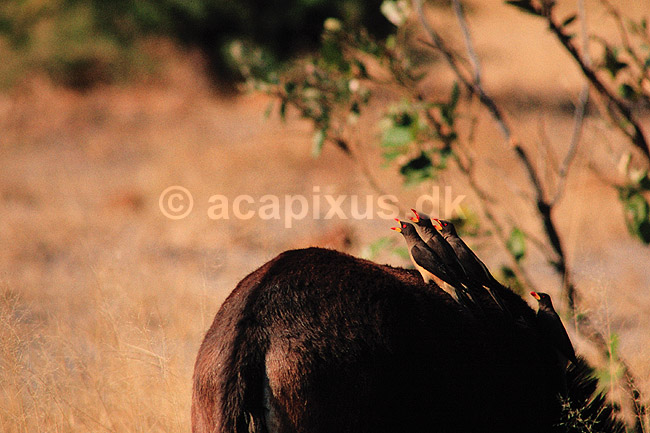 Guln�bbet oksehakker. Guln�bbet oksehakker ( Scan af KOL3343 ) ; Buphagus africanus, Sturnidae; Moremi NP; Botswana; Afrika; fugle; Spurvefugle, Passeriformes, St�re