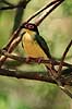 Figbird. Figbird ( Scan af KOL2608 )  Sphecotheres viridis, Oriolidae Queensland Australien Australien fugle Spurvefugle, Passeriformes, Piroler