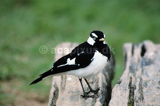 Australsk skadel�rke. Australsk skadel�rke ( Scan af KOL2610 ) ; Grallina cyanoleuca, Grallinidae; Lake Barrine / Atherton Tablelands; Queensland; Australien; fugle; Spurvefugle, Passeriformes, Skadel�rker