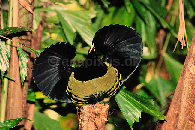 Paradisfugl. Paradisfugl - Victorias riflebird - danser for at g�re kur til hun ( Scan af KOL6903 ) ; Ptiloris victoriae, Paradisaeidae; Queensland; Australien; Australien; fugle; Spurvefugle, Passeriformes, Paradisfugle