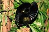 Paradisfugl. Paradisfugl - Victorias riflebird - danser for at g�re kur til hun ( Scan af KOL6902 )  Ptiloris victoriae, Paradisaeidae Queensland Australien Australien fugle Spurvefugle, Passeriformes, Paradisfugle