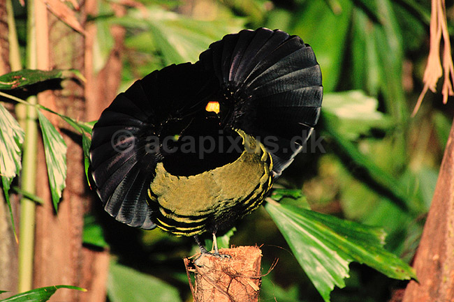 Paradisfugl. Paradisfugl - Victorias riflebird - danser for at g�re kur til hun ( Scan af KOL2613 ) ; Ptiloris victoriae, Paradisaeidae; Queensland; Australien; Australien; fugle; Spurvefugle, Passeriformes, Paradisfugle