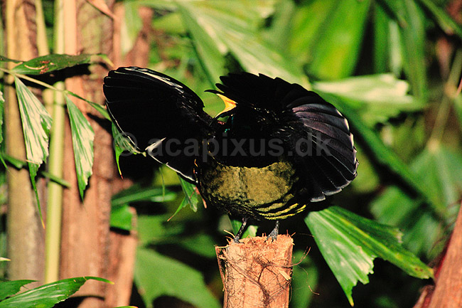 Paradisfugl. Paradisfugl - Victorias riflebird - danser for at g�re kur til hun ( Scan af KOL2612 ) ; Ptiloris victoriae, Paradisaeidae; Queensland; Australien; Australien; fugle; Spurvefugle, Passeriformes, Paradisfugle