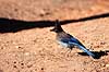 Stellers Skovskade. Stellers Skovskade ( Scan af KOL298 )  Cyanocitta stelleri, Corvidae Bryce Canyon / Utah USA Nordamerika fugle Spurvefugle, Passeriformes, skader, Kragefugle