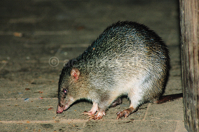 Kortsnudet punggr�vling. Kortsnudet punggr�vling ( Scan af KOL2617 ) ; Isoodon macrourus, Peramelidae; Daintree NP / Queensland; Australien; Australien; pattedyr; Pungdyr, Marsupialia, Punggr�vlinger