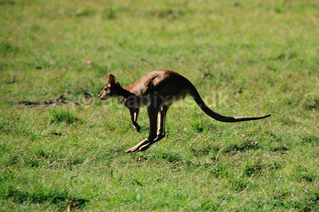 Agile Wallaby. Agile Wallaby ( Scan af KOL2628 ) ; Macropus agilis, Macropodidae; Yellow Waters / Kakadu NP / Northern Territory; Australien; Australien; pattedyr; Pungdyr, Marsupialia, K�nguruer, k�nguru