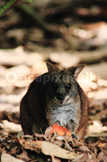 Damak�nguru. Dama k�nguru ( Scan af KOL2622 ) ; Macropus eugenii, Macropodidae; WildWorld / Cairns / Queensland; Australien; Australien; pattedyr; Pungdyr, Marsupialia, K�nguruer, k�nguru