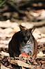 Damak�nguru. Dama k�nguru ( Scan af KOL2622 )  Macropus eugenii, Macropodidae WildWorld / Cairns / Queensland Australien Australien pattedyr Pungdyr, Marsupialia, K�nguruer, k�nguru