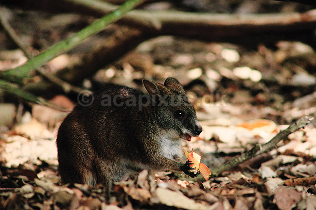 Damak�nguru. Dama k�nguru ( Scan af KOL2621 ) ; Macropus eugenii, Macropodidae; WildWorld / Cairns / Queensland; Australien; Australien; pattedyr; Pungdyr, Marsupialia, K�nguruer, k�nguru