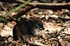 Damak�nguru. Dama k�nguru ( Scan af KOL2621 )  Macropus eugenii, Macropodidae WildWorld / Cairns / Queensland Australien Australien pattedyr Pungdyr, Marsupialia, K�nguruer, k�nguru