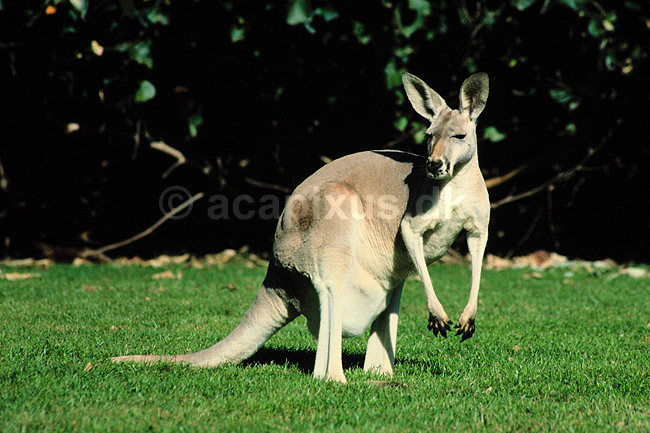 R�d k�mpek�nguru, hun. R�d k�mpek�nguru, hun ( Scan af KOL2633 ) ; Macropus rufus, Macropodidae; Queensland; Australien; Australien; pattedyr; Pungdyr, Marsupialia, K�nguruer, k�nguru