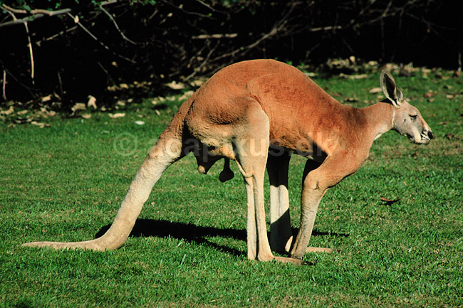 R�d k�mpek�nguru, han. R�d k�mpek�nguru, han ( Scan af KOL2635 ) ; Macropus rufus, Macropodidae; Queensland; Australien; Australien; pattedyr; Pungdyr, Marsupialia, K�nguruer, k�nguru