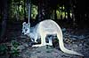 Klohale k�nguru. Klohale k�nguru ( Scan af KOL2630 )  Onychogalea frenata, Macropodidae WildWorld / Cairns / Queensland Australien Australien pattedyr Pungdyr, Marsupialia, K�nguruer, k�nguru