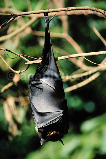 Flyvende hund. Flyvende hund, Spectacled flying fox ( Scan af KOL6921 ) ; Pteropus conspicillatus, Pteropidae; Queensland; Australien; Australien; pattedyr; Flagermus, Flyvende hunde, flyvehunde