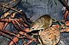 Alm. tr�spidsmus. Almindelig tr�spidsmus ( Scan af KOL2369 )  Tupaia glis, Tupaiidae K�benhavn ZOO   pattedyr Primater, Tr�spidsmus