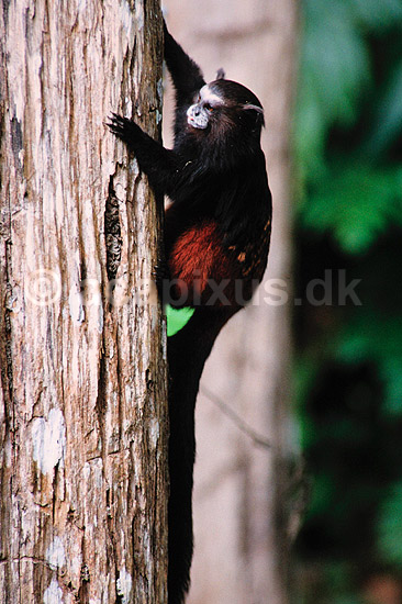 Saddleback tamarin. Saddleback tamarin ( Scan af KOL1739 ) ; Saguinus fuscicollis, Callithricidae; Tambopata-Candamo Reserve / Amazonas; Peru; Sydamerika; pattedyr; Primater, Egernaber