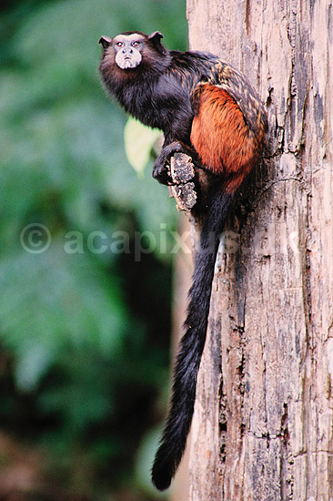 Saddleback tamarin. Saddleback tamarin ( Scan af KOL3744 ) ; Saguinus fuscicollis, Callithricidae; Tambopata-Candamo Reserve; Peru; Sydamerika; pattedyr; Primater, Egernaber
